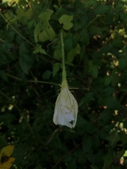 Polyclathra cucumerina