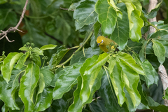 Zosterops stuhlmanni