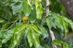 Zosterops stuhlmanni