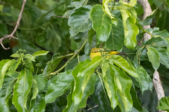 Zosterops stuhlmanni