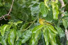 Zosterops stuhlmanni