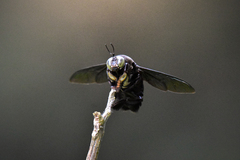 Xylocopa latipes
