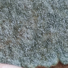 Opegrapha vermicellifera