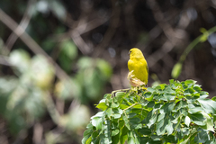 Crithagra sulphurata