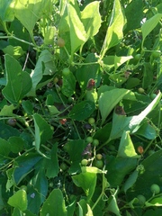 Varronia curassavica