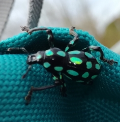 Pachyrhynchus tobafolius