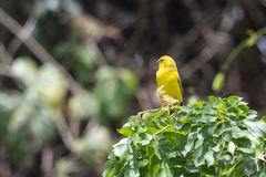 Crithagra sulphurata