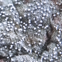 Opegrapha vermicellifera