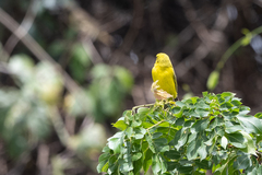 Crithagra sulphurata