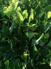 Varronia curassavica