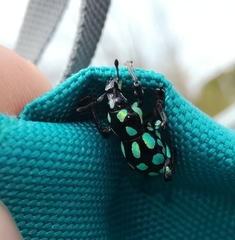 Pachyrhynchus tobafolius