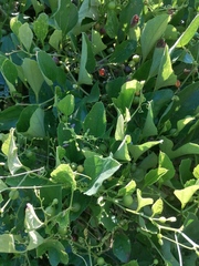 Varronia curassavica