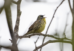 Emberiza personata