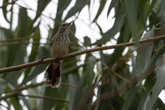 Cercotrichas leucophrys