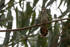 Cercotrichas leucophrys