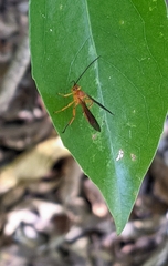 Theronia