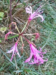 Nerine bowdenii