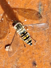 Episyrphus