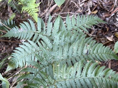Dryopteris sandwicensis
