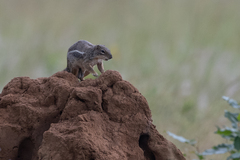 Euxerus erythropus
