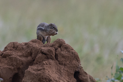 Euxerus erythropus