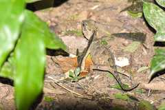 Acanthosaura crucigera