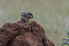 Euxerus erythropus