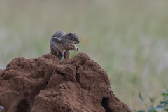 Euxerus erythropus