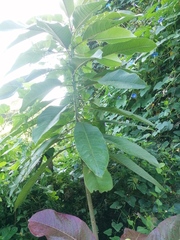 Terminalia