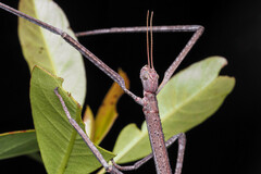 Anchiale austrotessulata