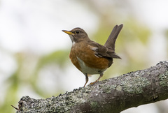 Turdus chrysolaus