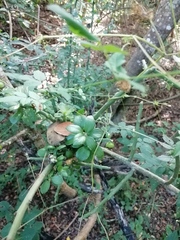 Pereskiopsis kellermanii