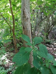 Calycophyllum candidissimum