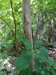 Calycophyllum candidissimum