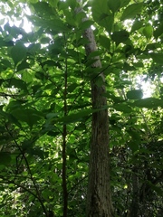 Calycophyllum candidissimum