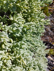 Nolana crassulifolia