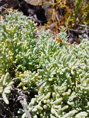 Nolana crassulifolia