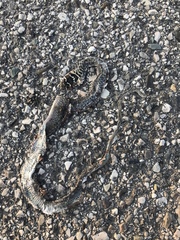 Hierophis viridiflavus