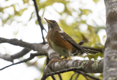 Turdus chrysolaus