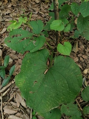Dioscorea convolvulacea