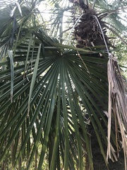 Trachycarpus fortunei