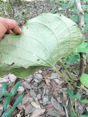 Dioscorea convolvulacea