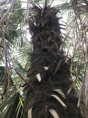 Trachycarpus fortunei