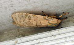 Halysidota interlineata