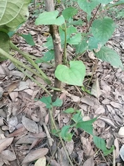 Dioscorea convolvulacea