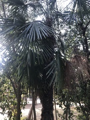 Trachycarpus fortunei
