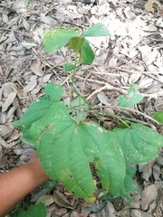 Dioscorea convolvulacea