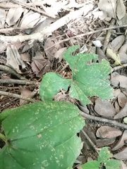 Dioscorea convolvulacea
