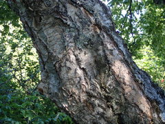 Betula neoalaskana
