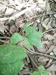 Dioscorea convolvulacea